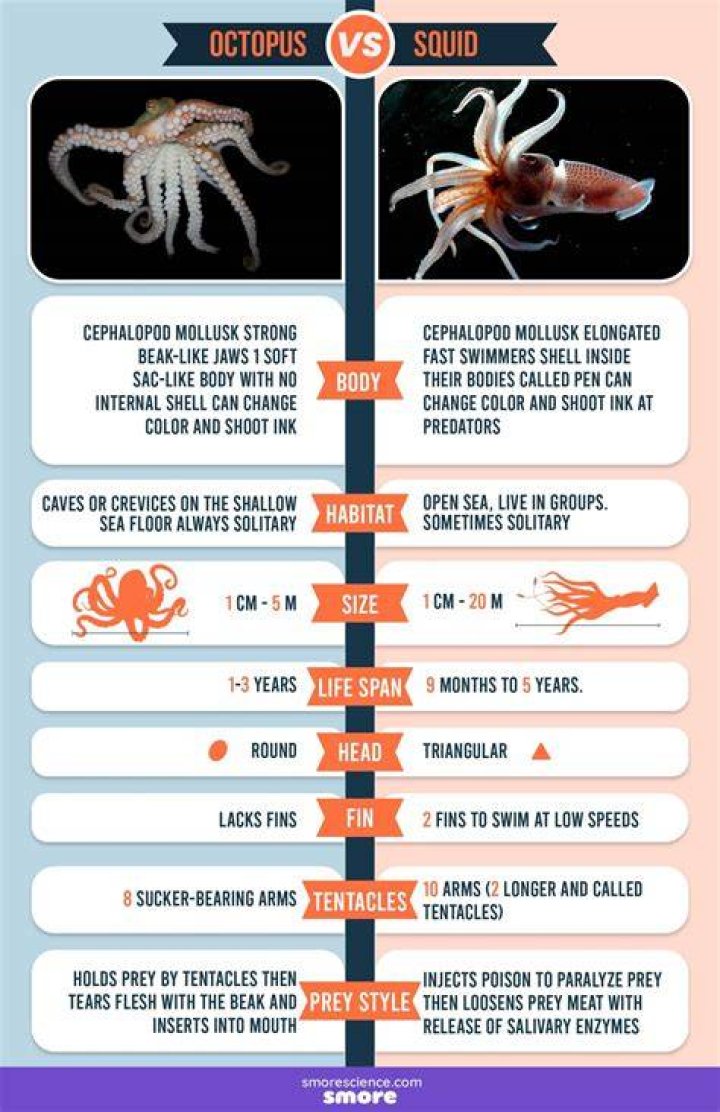 Difference between squid and calamari