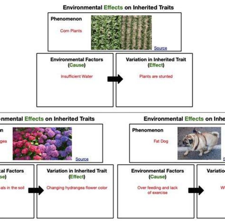 Examples of traits influenced by the environment