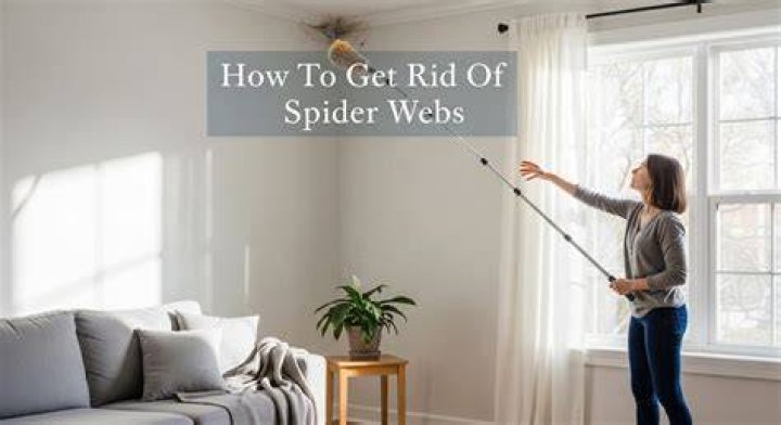 How to get rid of spider webs