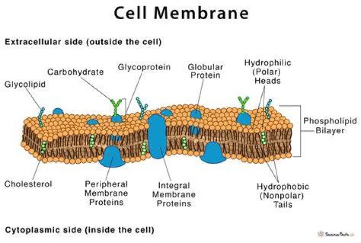 What are two functions of a cell membrane
