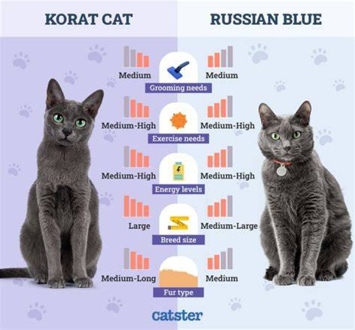 What is the Difference Between Korat and Russian Blue