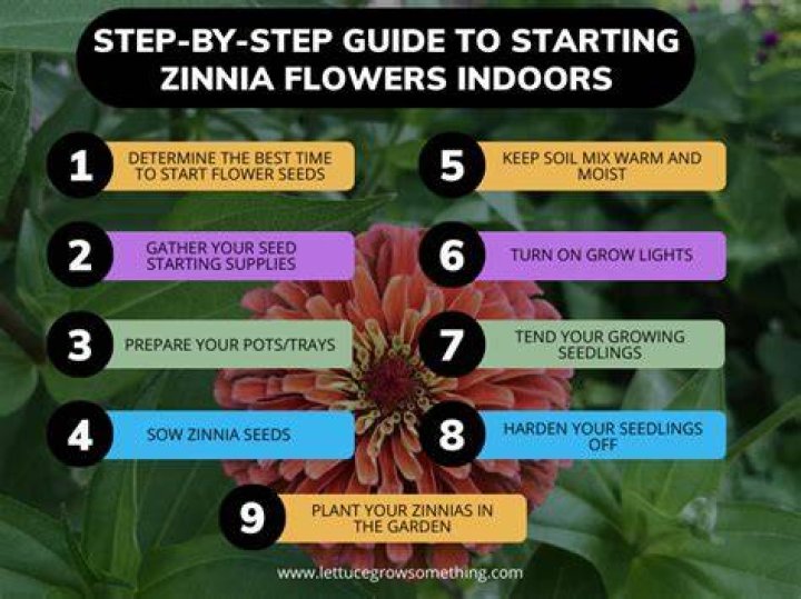 When to start zinnia seeds indoors